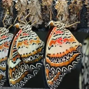Design Humain Butterflies