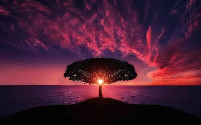 Design Humain Tree Sunset
